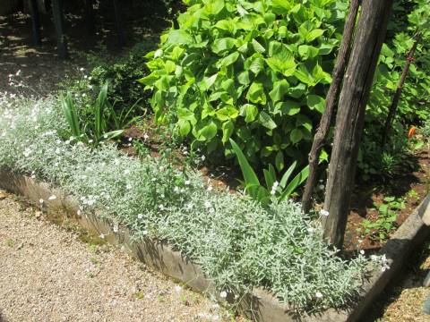 Opatija, Medveja, lijepa starina s velikom okućnicom