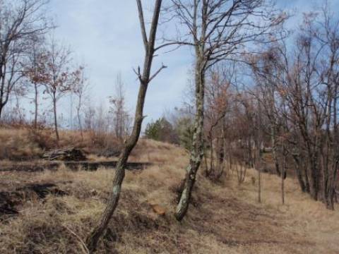 Pazin-okolica , 4834  m2 zemljište u građevinskoj zoni