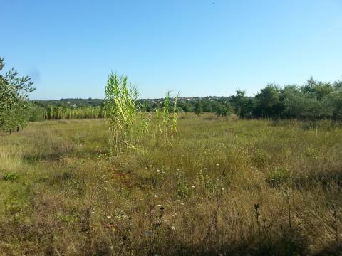 Poreč Špadići građevinsko zemljište 1383 m2