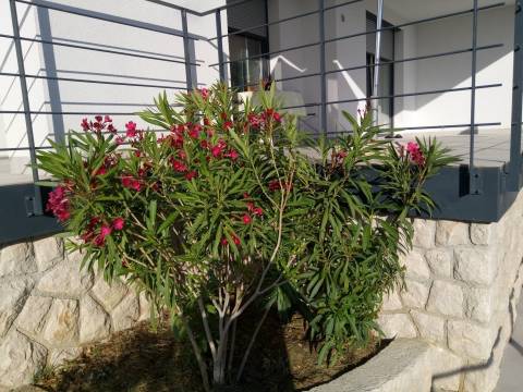 Case Barbat na Rabu, Rab, 3.800m2