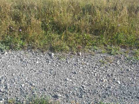 Lands Bribir, Vinodolska Općina, 13.000m2