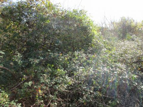 Lands Martinkovac, Rijeka, 1.650m2
