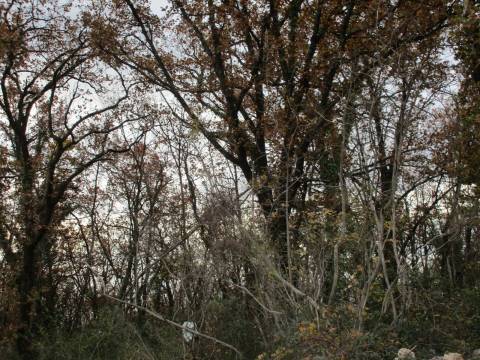 Lands Martinkovac, Rijeka, 801m2