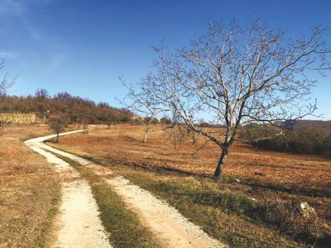 Lands Grožnjan, 114.440m2