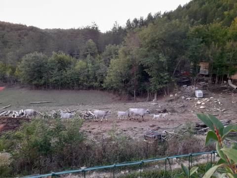 Häuser Beram, Pazin - Okolica, 150m2