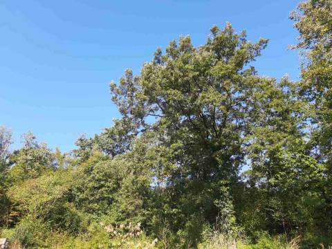 Lands Poljane, Opatija - Okolica, 712m2