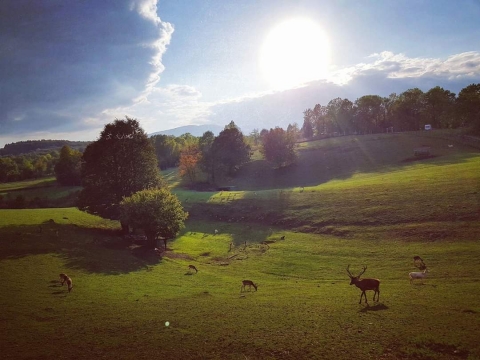 Häuser Brajdić Selo, Rakovica, 1.400m2