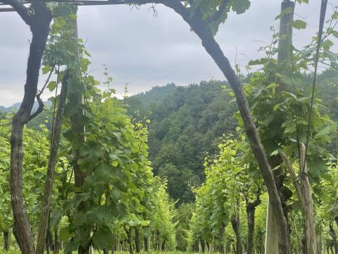 Häuser Budinščak, Donja Voća, 44m2