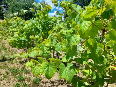Jušići - tri građevne parcele iznimnog potencijala