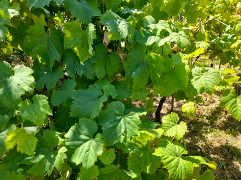 Jušići - tri građevne parcele iznimnog potencijala