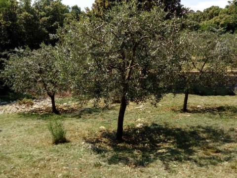 Vrh, Krk, 1.024m2