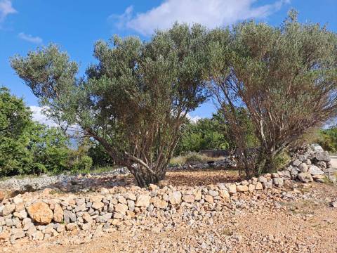 Otok Krk, Šilo - očišćen, ravan MASLINIK 217m2 buduće građevinsko