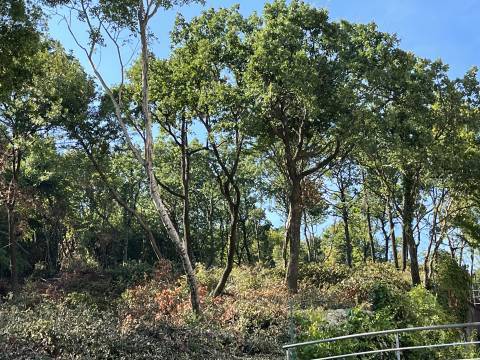 Lands Opatija - Centar, Opatija, 1.168m2