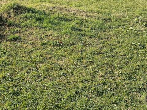 Lovrečica, Umag, 750m2