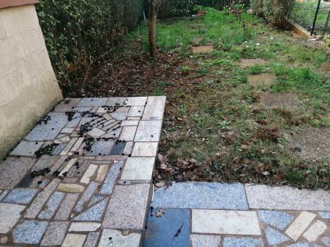 Novigrad, stan s vrtom na dobroj lokaciji!