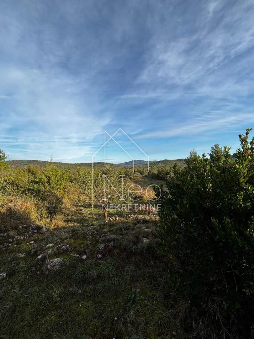 Uređen i održavan maslinik, 700 m od mora, 3647 m2
