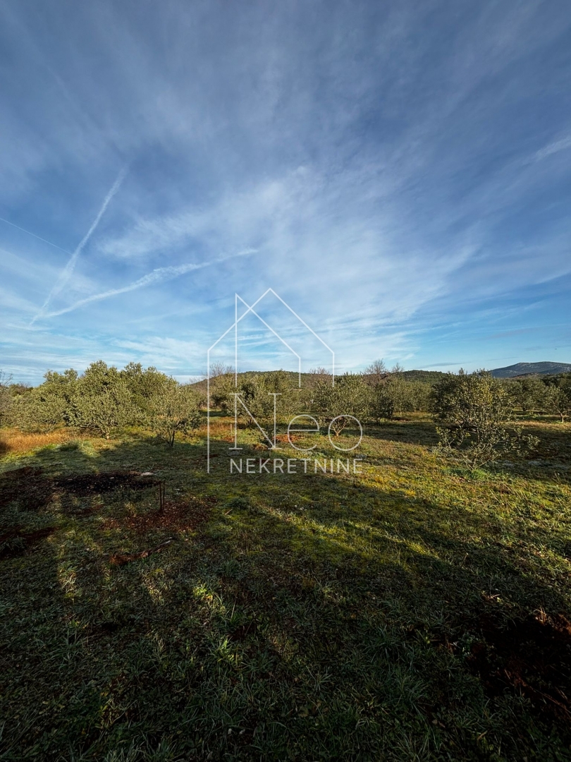 Uređen i održavan maslinik, 700 m od mora, 3647 m2