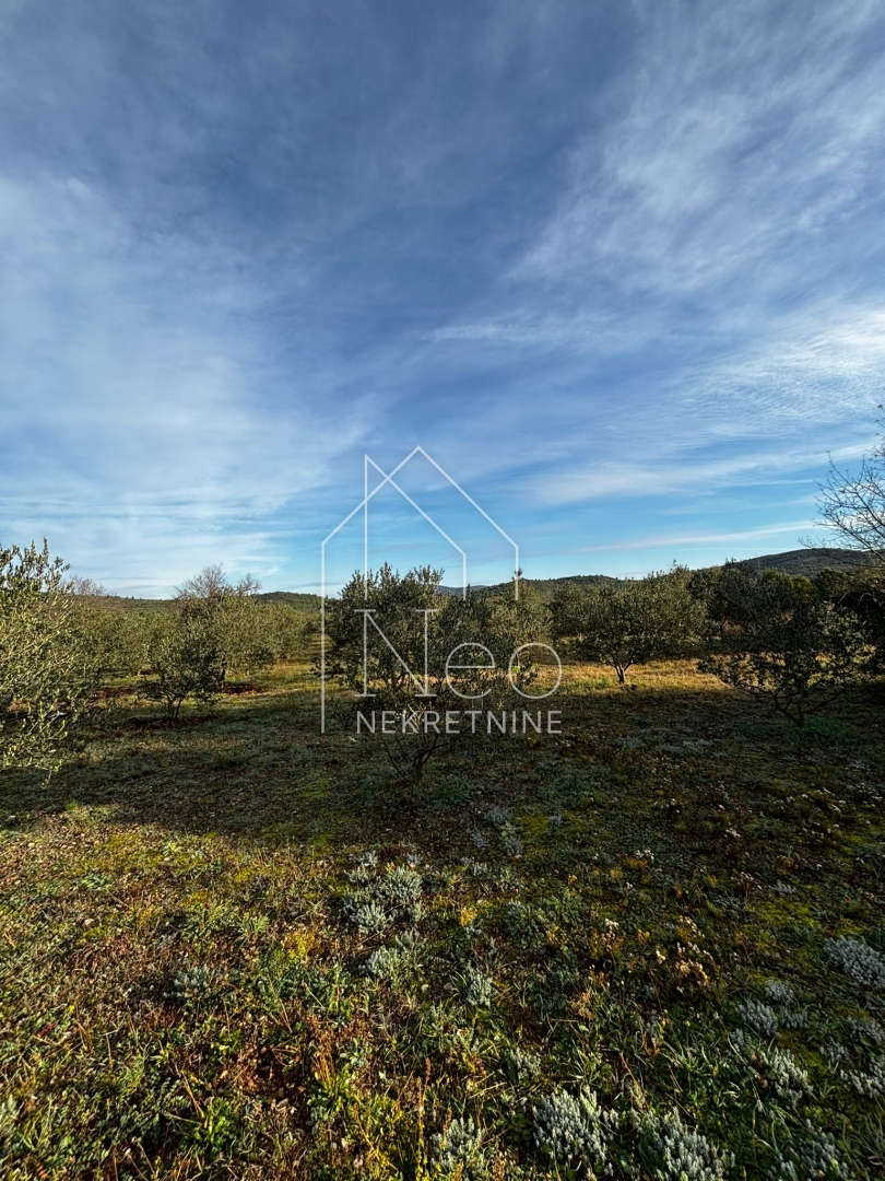 Uređen i održavan maslinik, 700 m od mora, 3647 m2