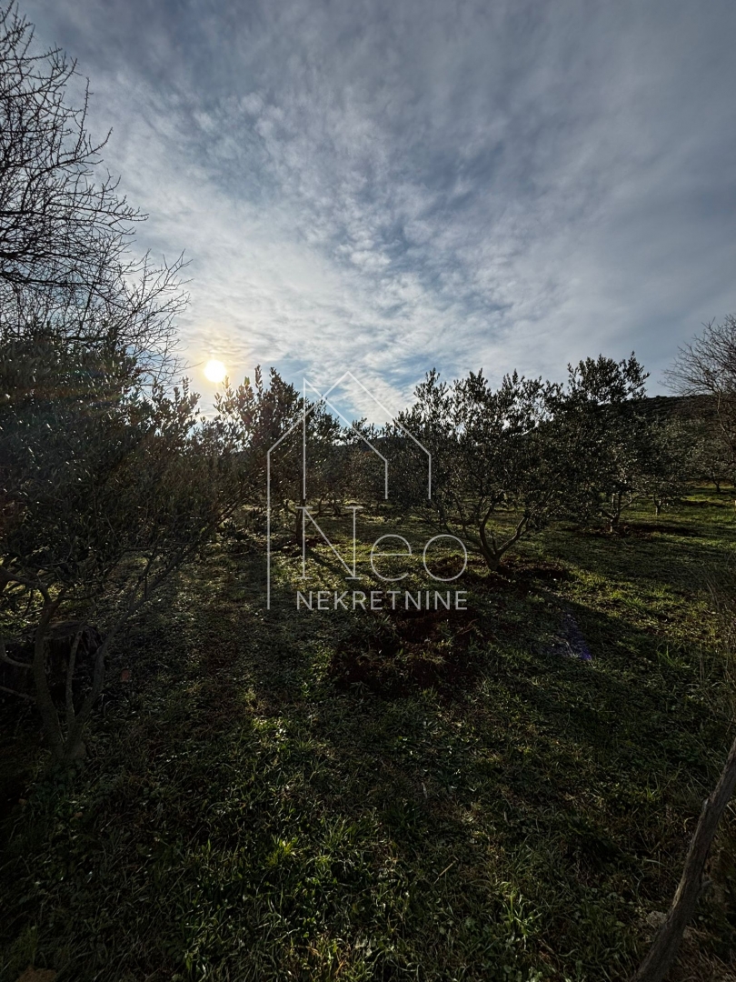 Uređen i održavan maslinik, 700 m od mora, 3647 m2