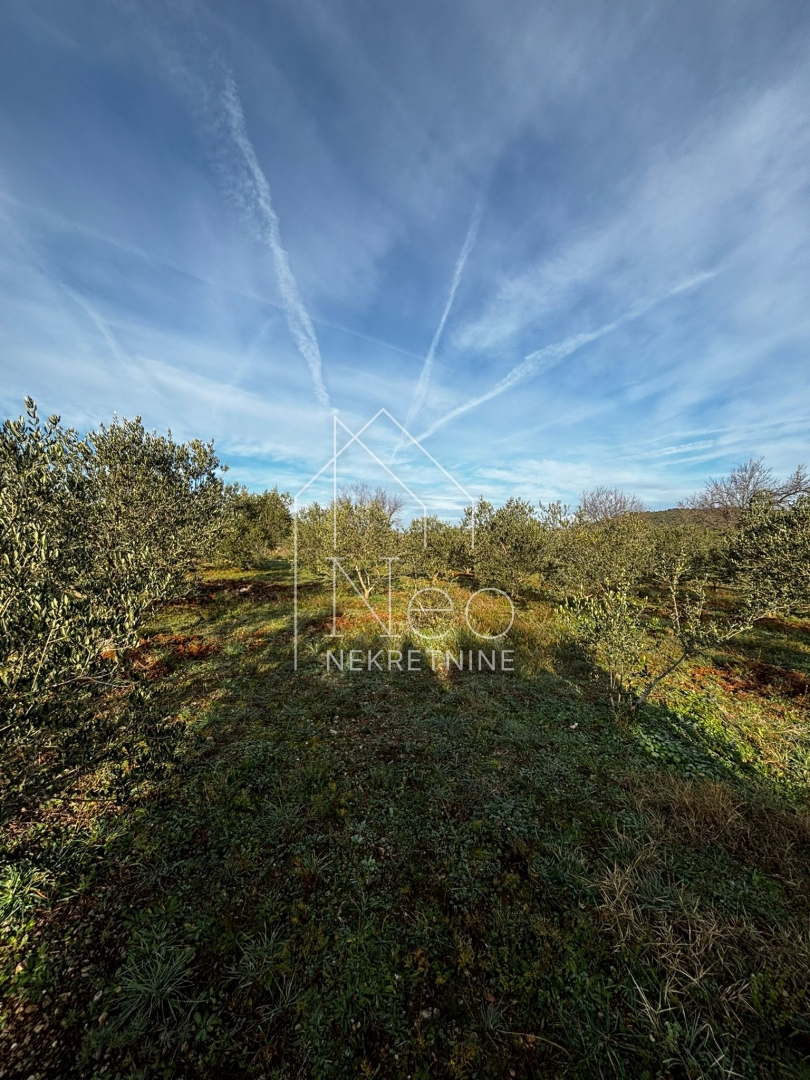 Uređen i održavan maslinik, 700 m od mora, 3647 m2