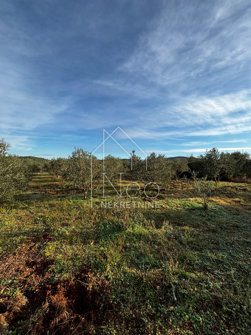 Uređen i održavan maslinik, 700 m od mora, 3647 m2
