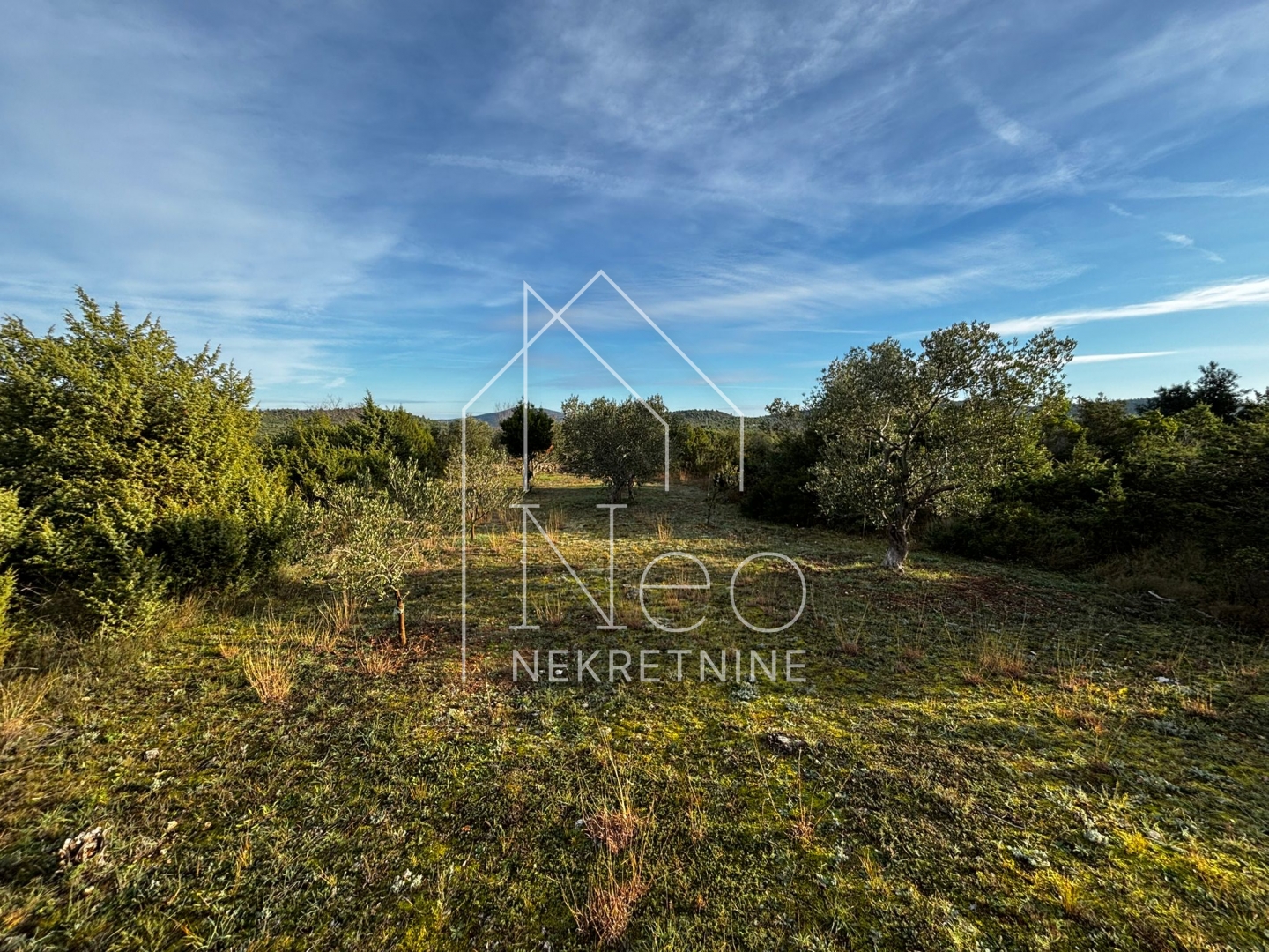 Uređen i održavan maslinik, 700 m od mora, 3647 m2