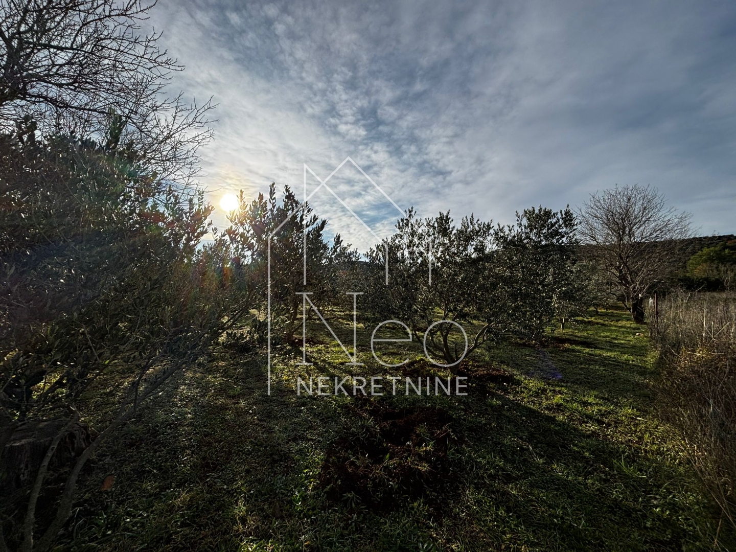 Uređen i održavan maslinik, 700 m od mora, 3647 m2