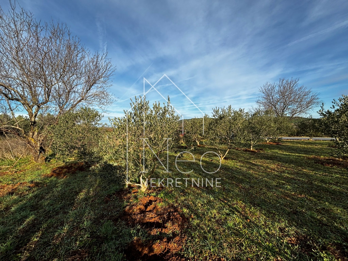 Uređen i održavan maslinik, 700 m od mora, 3647 m2