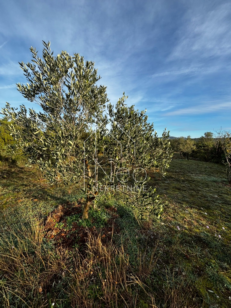 Uređen i održavan maslinik, 700 m od mora, 3647 m2